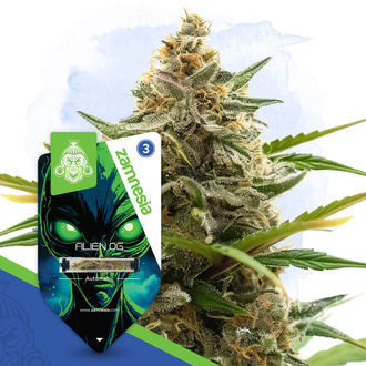 Galactic Delights -paketti – Autoflower-lajikkeet