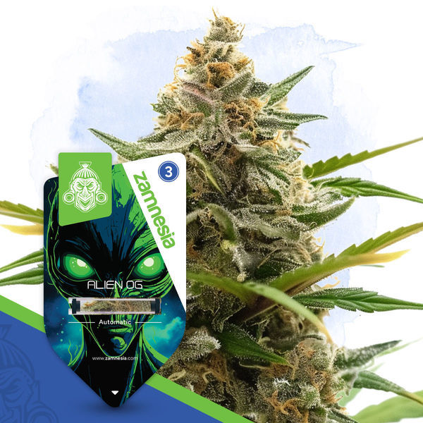Galactic Delights -paketti – Autoflower-lajikkeet