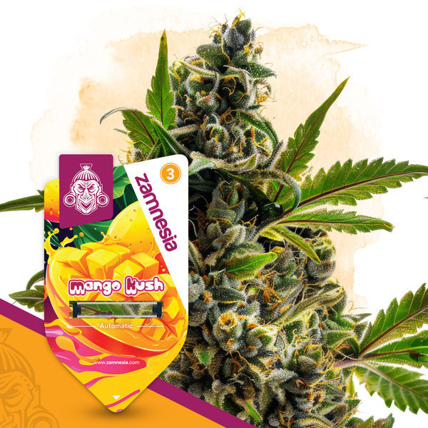 Club Tropicana -pakkaus – Autoflower-lajikkeet