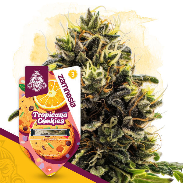 Club Tropicana -pakkaus – Autoflower-lajikkeet