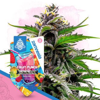 Club Tropicana -pakkaus – Autoflower-lajikkeet