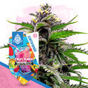 Club Tropicana -pakkaus – Autoflower-lajikkeet
