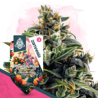 Club Tropicana -pakkaus – Autoflower-lajikkeet