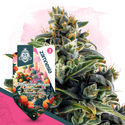 Club Tropicana -pakkaus – Autoflower-lajikkeet