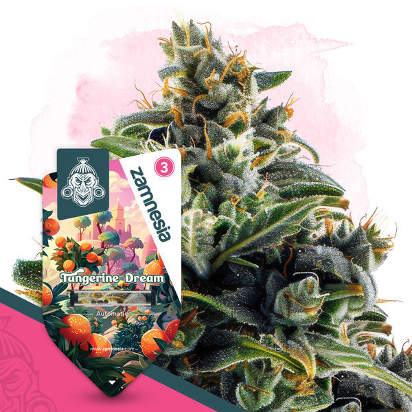 Club Tropicana -pakkaus – Autoflower-lajikkeet