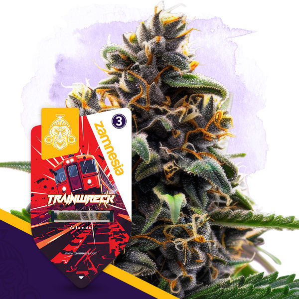 Classic Legends -pakkaus - Autoflower-lajikkeet