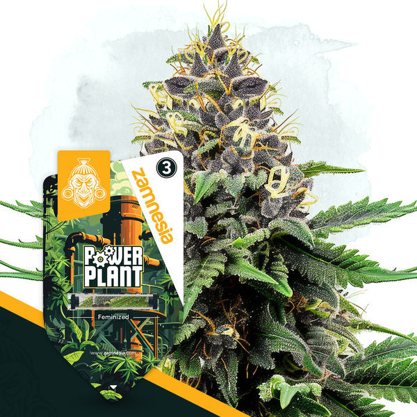 Classic Legends -pakkaus - Autoflower-lajikkeet