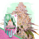 Jälkiruokapaketti – Autoflower-lajikkeet