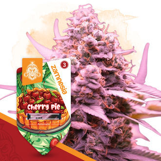 Jälkiruokapaketti – Autoflower-lajikkeet