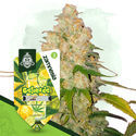Jälkiruokapaketti – Autoflower-lajikkeet