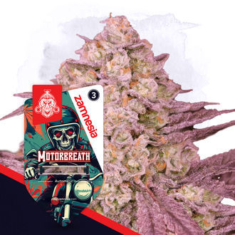 Full Throttle -paketti – Autoflower-lajikkeet