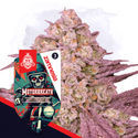 Full Throttle -paketti – Autoflower-lajikkeet