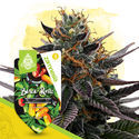 Rare Gems -paketti – Autoflower-lajikkeet