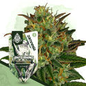 Rare Gems -paketti – Autoflower-lajikkeet