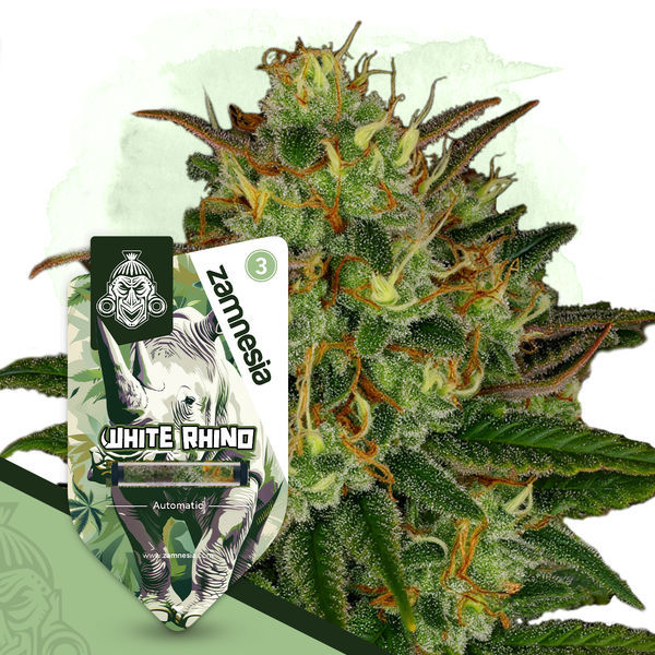 Rare Gems -paketti – Autoflower-lajikkeet