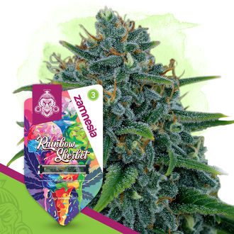 Rare Gems -paketti – Autoflower-lajikkeet