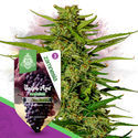 F1 Power Pack - F1-hybridisiemenet