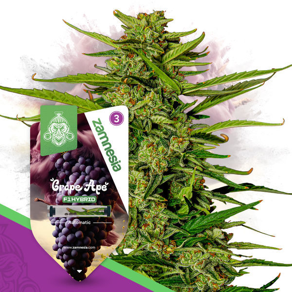 F1 Power Pack - F1-hybridisiemenet