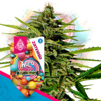 F1 Power Pack - F1-hybridisiemenet