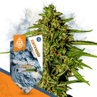Super THC -pakkaus – F1-hybridisiemenet