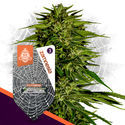 Super THC -pakkaus – F1-hybridisiemenet