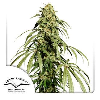 Ice Cream Haze (Dutch Passion) feminisoidut