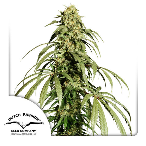 Ice Cream Haze (Dutch Passion) Feminisoidut