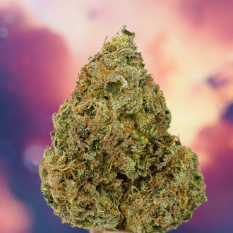 Ice Cream Haze (Dutch Passion) Feminisoidut