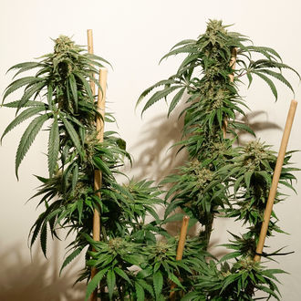 Ice Cream Haze (Dutch Passion) Feminisoidut
