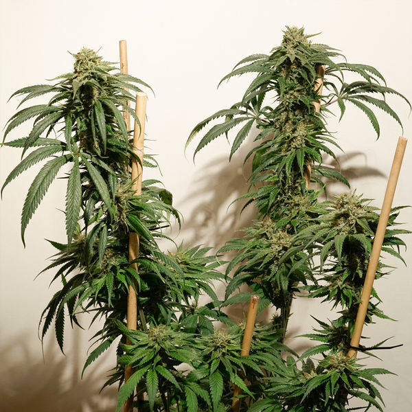 Ice Cream Haze (Dutch Passion) Feminisoidut