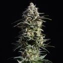 Pure Skunk Go Fast (Kannabia) Feminisoidut