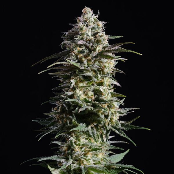 Pure Skunk Go Fast (Kannabia) Feminisoidut