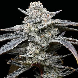 Lemon Cherry Gelato (Barney's Farm x Backpackboyz) Feminisoidut