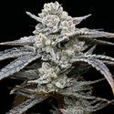 Lemon Cherry Gelato (Barney's Farm x Backpackboyz) Feminisoidut