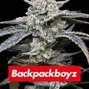 Lemon Cherry Gelato (Barney's Farm x Backpackboyz) Feminisoidut