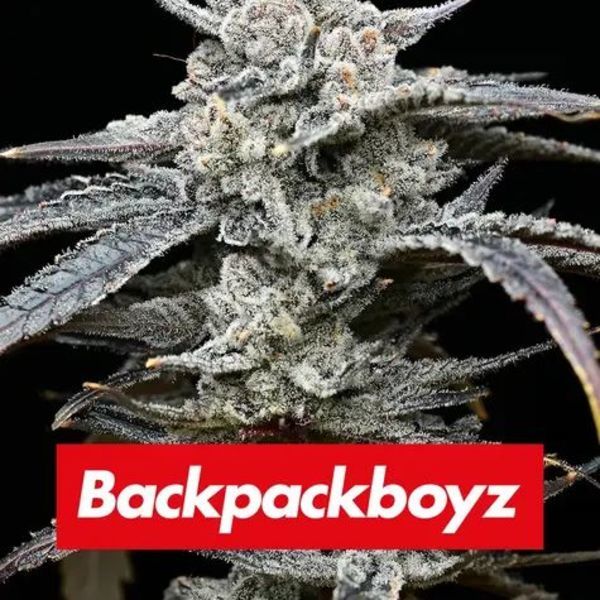 Lemon Cherry Gelato (Barney's Farm x Backpackboyz) Feminisoidut