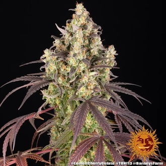 Lemon Cherry Gelato (Barney's Farm x Backpackboyz) Feminisoidut