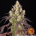 Lemon Cherry Gelato (Barney's Farm x Backpackboyz) Feminisoidut
