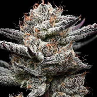 Black Cherry Gushers (Barney's Farm x Backpackboyz) Feminisoidut