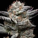 Black Cherry Gushers (Barney's Farm x Backpackboyz) Feminisoidut