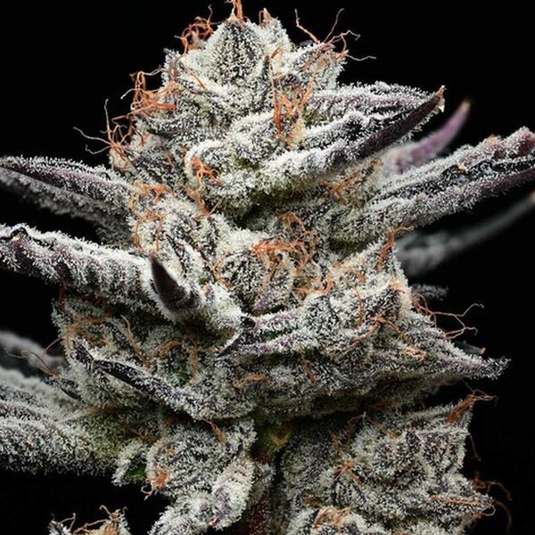 Black Cherry Gushers (Barney's Farm x Backpackboyz) Feminisoidut