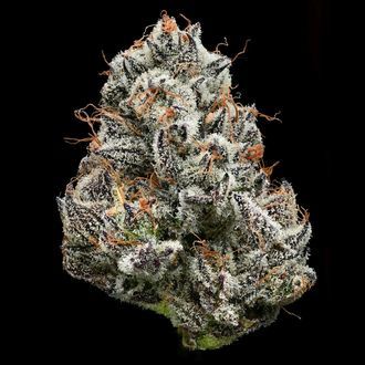 Black Cherry Gushers (Barney's Farm x Backpackboyz) Feminisoidut