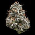 Black Cherry Gushers (Barney's Farm x Backpackboyz) Feminisoidut