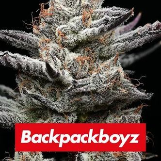 Black Cherry Gushers (Barney's Farm) feminisoidut kannabiksen siemenet