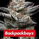 Black Cherry Gushers (Barney's Farm x Backpackboyz) Feminisoidut