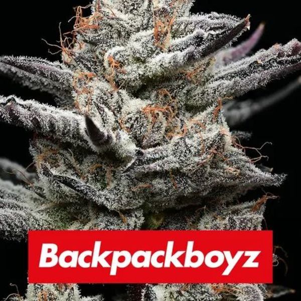 Black Cherry Gushers (Barney's Farm x Backpackboyz) Feminisoidut