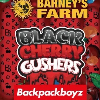 Black Cherry Gushers (Barney's Farm x Backpackboyz) Feminisoidut