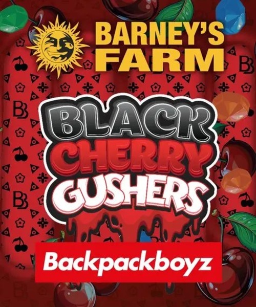 Black Cherry Gushers (Barney's Farm x Backpackboyz) Feminisoidut