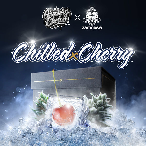 Chilled Cherry (Growers Choice x Zamnesia Seeds) Feminisoidut