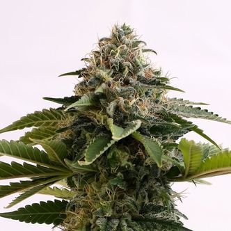Amnesia Dream XL Auto (Kannabia) feminisoidut